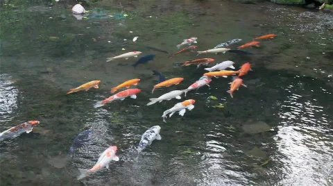 School of fish Stock Footage 728663