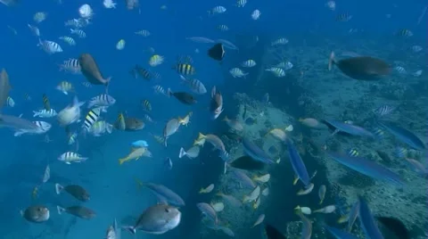 School of Fish 動画素材 1101883