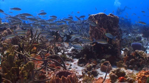 School of fish Stock Footage