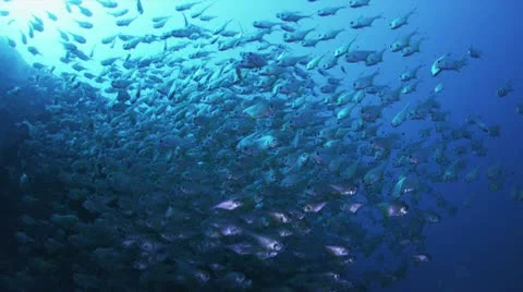 School of Fish Stock Footage 11200678