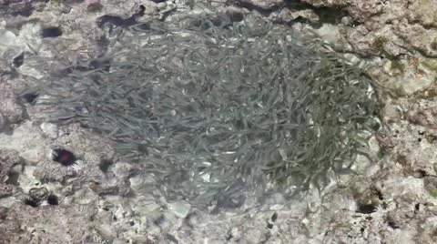 School of fish Stock Footage 14229034