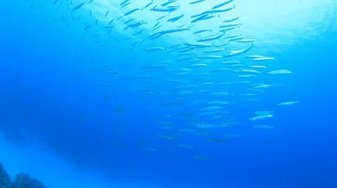 School of Fish Stock Footage 21905407