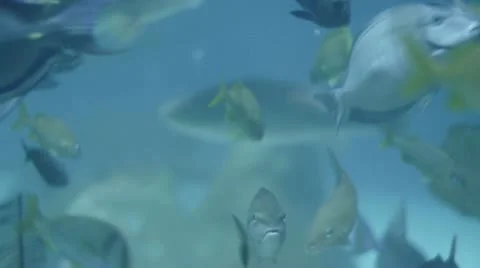 School of fish Stock Footage 22380280