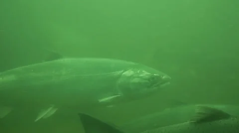 School Of Fish Stock Footage 39147576