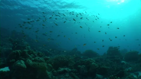 School of fish Stock Footage 40083278