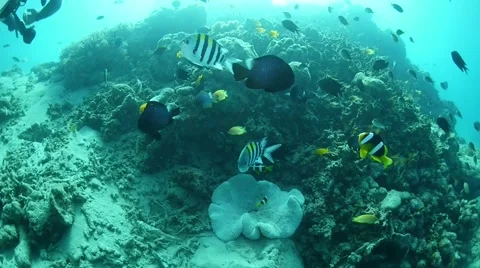 School of Fish Stock Footage 40731740