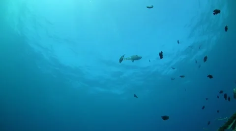 School of Fish Stock Footage 40731753