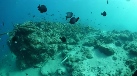 School of Fish Stock Footage 40731805