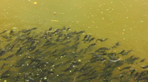 School of fish Stock Footage 40840354