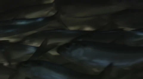 School of Fish Stock Footage 41206268