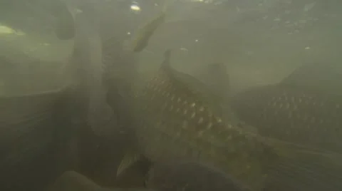 School of fish Stock Footage 43057360