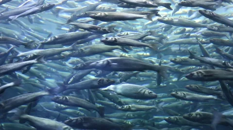 School of fish Stock Footage 54787231