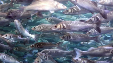 School of fish Stock Footage 54787292