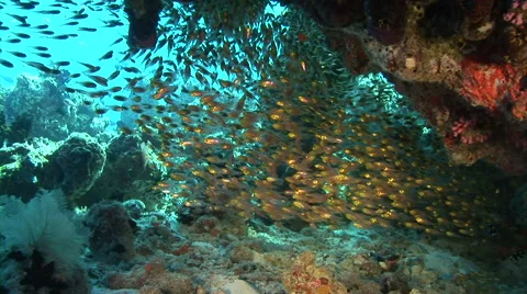 School of fish Video stock 56788850