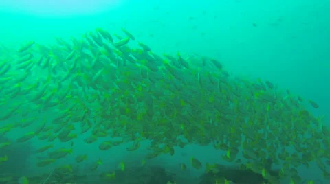 School of Fish Stock Footage 57805193