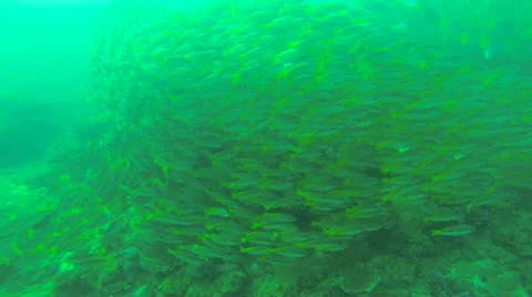 A School of Fish Stock Footage 57805284