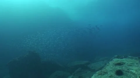 School of fish Stock Footage 60485624