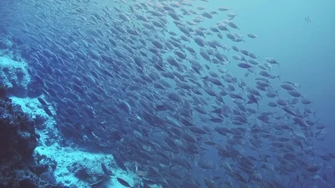 School of fish Stock Footage 72937238