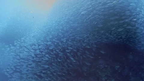 School of fish Stock Footage 73284554