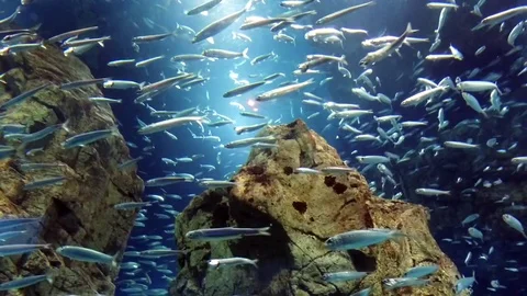 School of fish Stock Footage 73332385