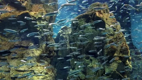 School of fish Stock Footage 73332616