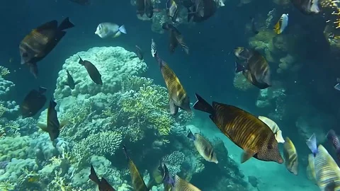 School of fish Stock Footage