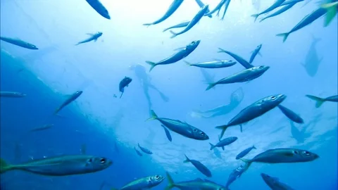 School Of Fish Stock Footage 80181728