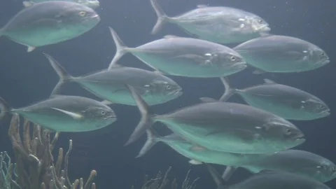 School of Fish Stock Footage 82049625