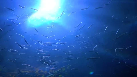 School of fish Stock Footage 82135663
