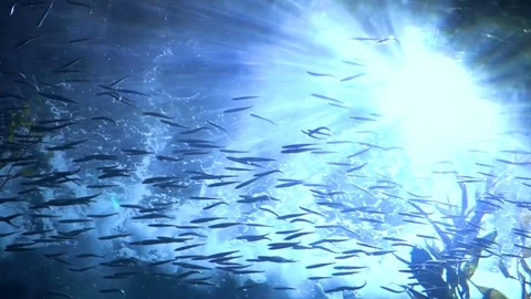 School of fish Stock Footage 82136020