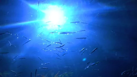 School of fish Stock Footage 82136167