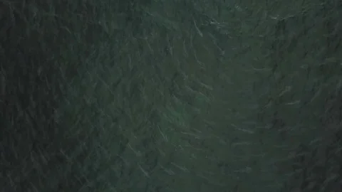 School of fish Stockbeeldmateriaal 82547256