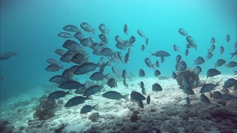 School of Fish Stock Footage 88177136