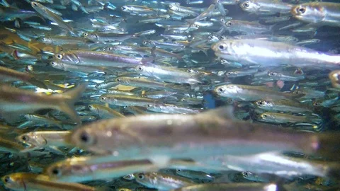 School of fish Stock Footage 90312712