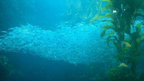 School of Fish Stock Footage 90313626
