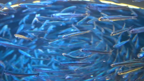 School of fish Stock Footage 97224109