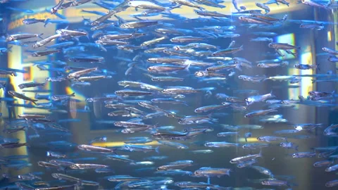 School of fish Stock Footage 97224195
