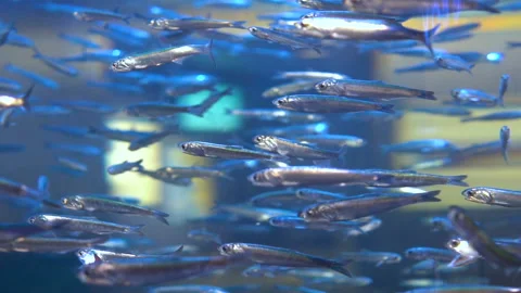 School of fish Stock Footage 97224518