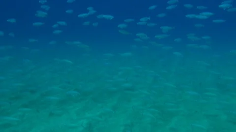 School of fish Stock Footage 100993446
