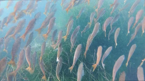 School of fish Stock Footage 116397957