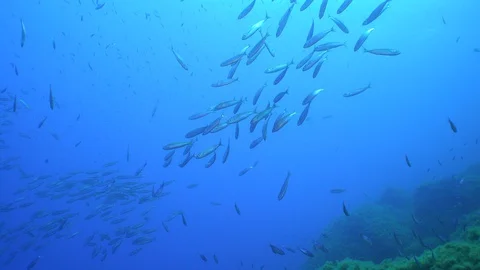 A school of fish Stock Footage 127937794