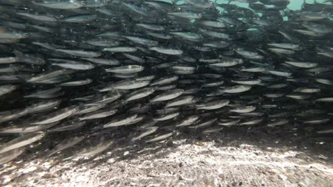 School of fish Stock Footage 155744594
