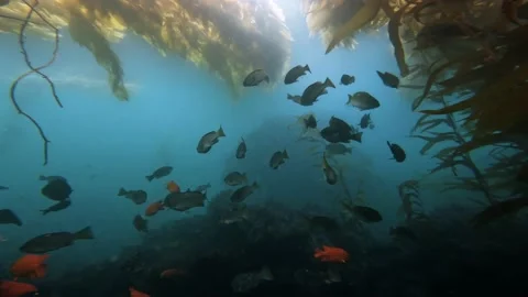 School of Fish Stock Footage 170801279