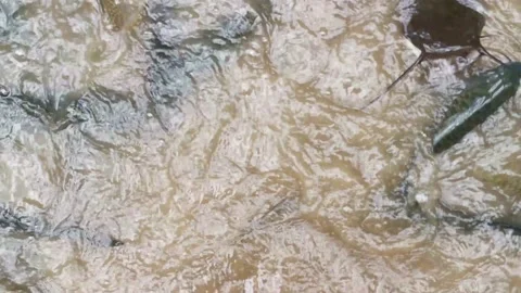 School Of Fish Stock Footage 204134554