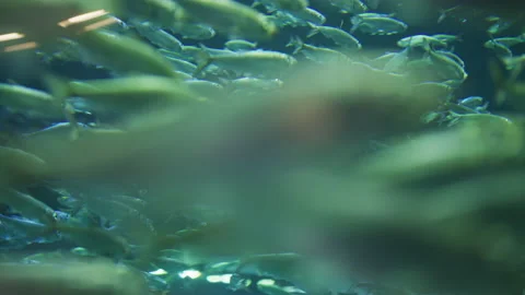 A school of fish Stock Footage 217690353