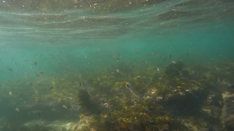 School of Fish Stock Footage 237241759