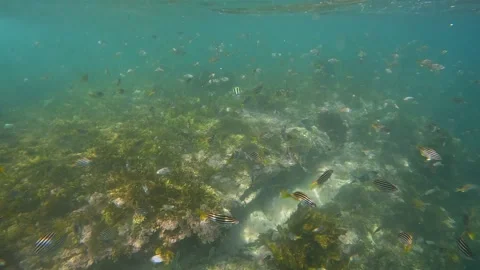 School of Fish Stock Footage 237740404