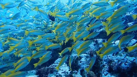 School of fish Stock Footage 239160350