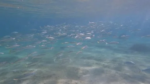 School of fish Stock Footage 246955606