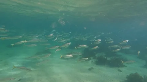 School of Fish Stock Footage 246955652